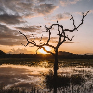 Evening view at Wilpattu national park in Sri Lanka 