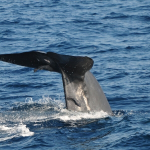 Whale watching experience at Sri Lanka 