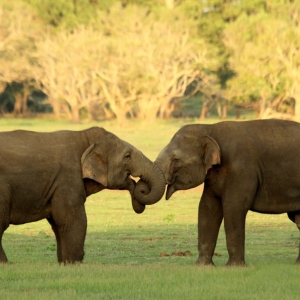 Elephant sighting at Udawalawe national park in Sri Lanka 