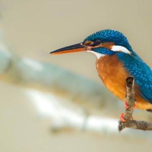 Birding in Sri Lanka