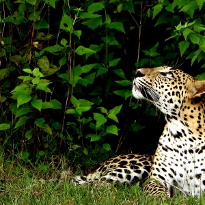 A leopard at Yala national park in Sri Lanka 