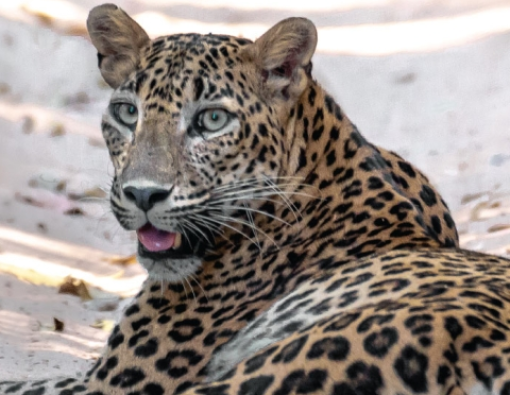 Leopards in Yala National Park