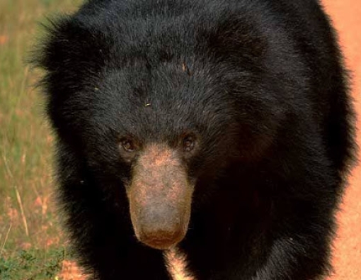 The Sri Lankan Sloth Bear