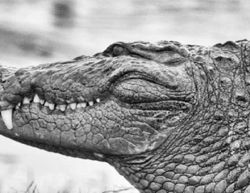 Crocodiles in Sri Lanka