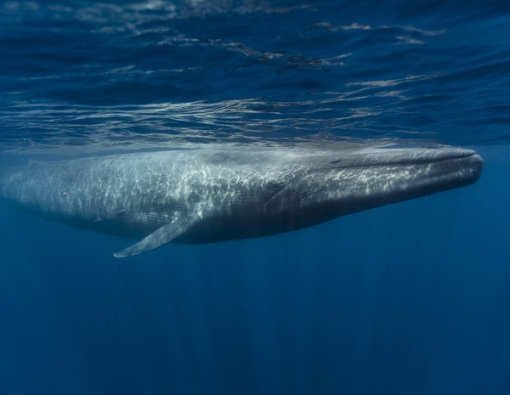 Titans of the Sea - Blue whales and sperm whale safari Sri Lanka 