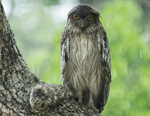 Brown Fish Owl