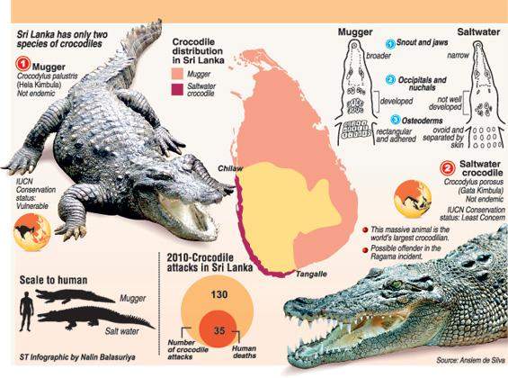 crcodiles in sri lanka