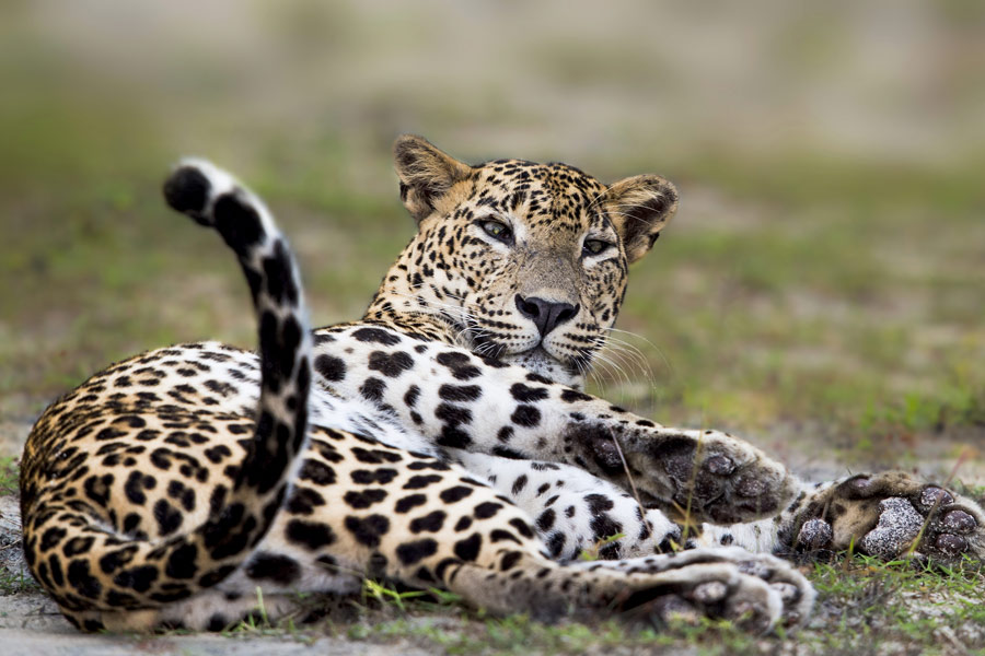 leopard-sighting-during-a-leopard-safari.jpg