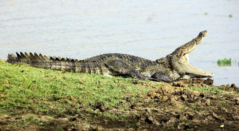 mugger crocodile in sri lanka 