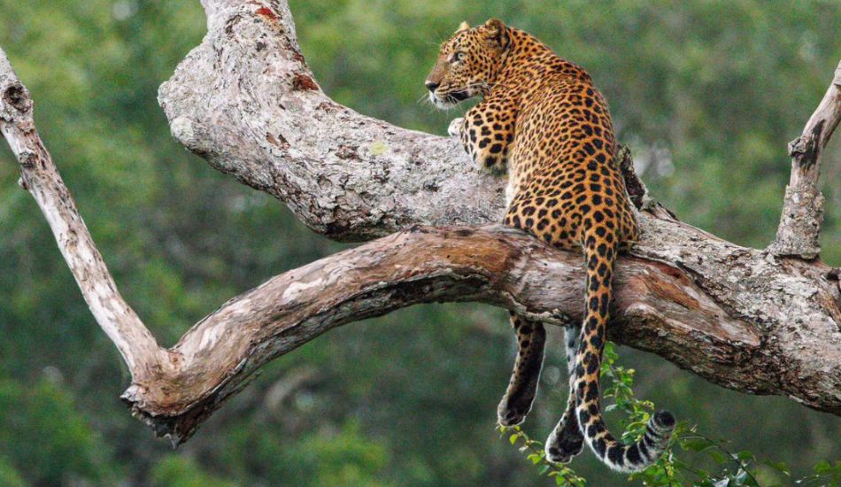 A leopard at Yala national park Sri Lanka 