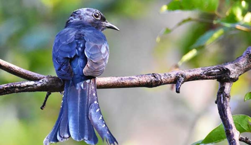 Bird sighting at wildlife safaris in Sri Lanka