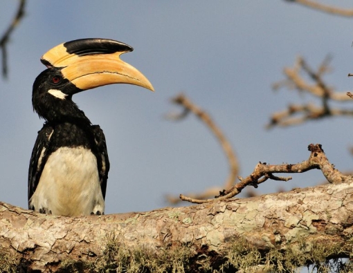 A birding at a national parks in Sri Lanka 