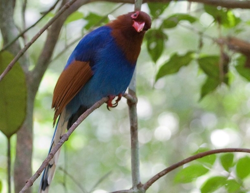 A blue magpie bird at Sinharaja rain forest in Sri Lanka