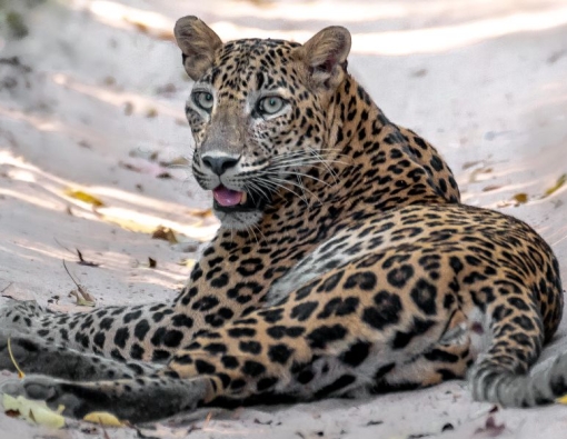 A leopard sighting at wildlife safaris in Sri Lanka