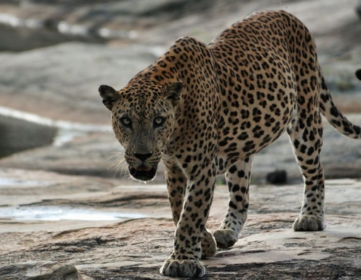 A majestic leopard at Yala national park in Sri Lanka 