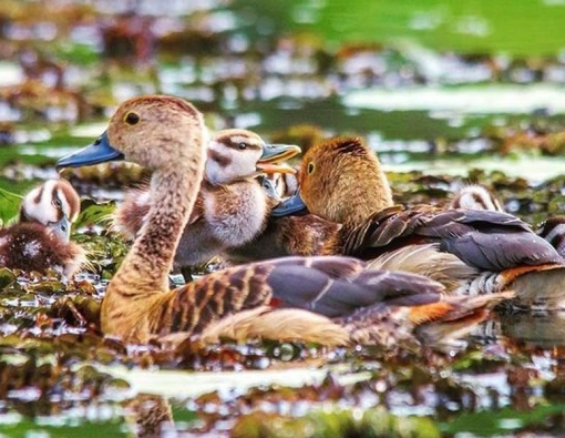A group of ducks at a national park in Sri Lanka