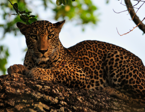 A leopard at Yala national park in Sri Lanka 