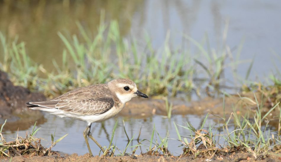 bird sighting at kumana national park in sri lanka