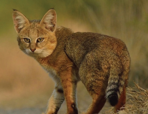 Small Feline Predators of Sri Lanka