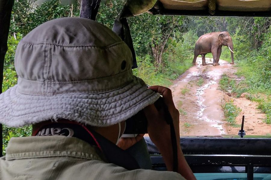 Wild cat sighting in Sri Lanka 