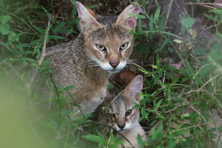 The jungle Cat -  Small wild cats in Sri Lanka