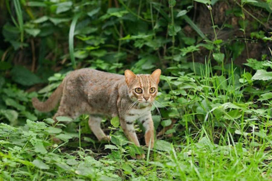 Rusty spotted cat - Small wild cats in Sri Lanka