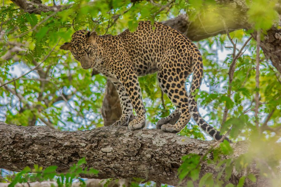 Leopard sighting in Sri Lanka 