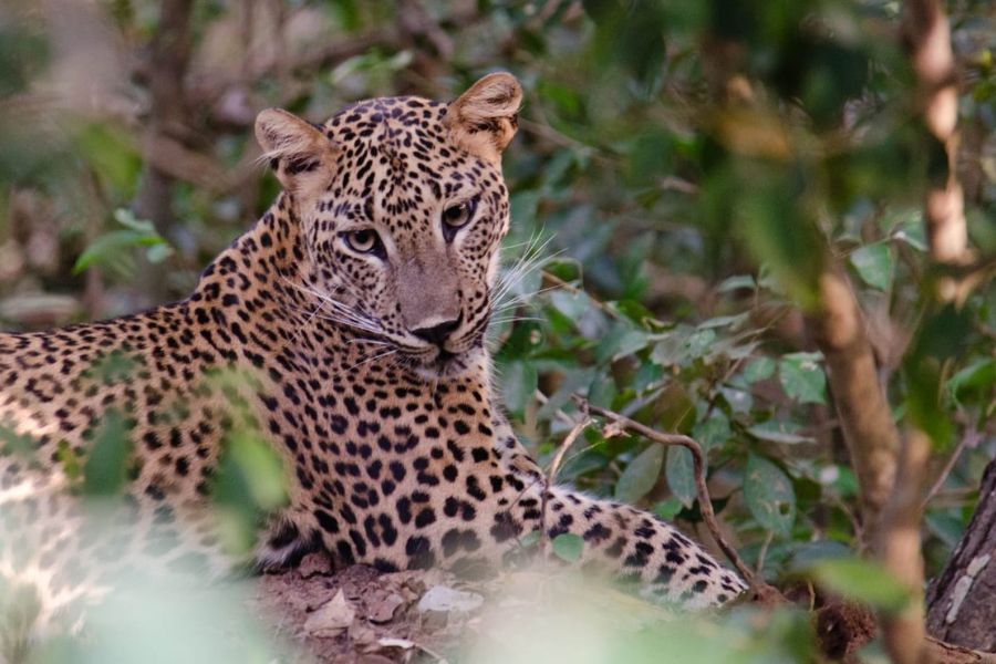 Leopard sighting in Sri Lanka 