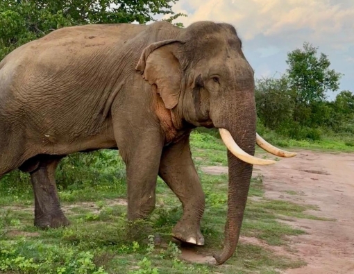 Sri Lankan Tuskers in Musth