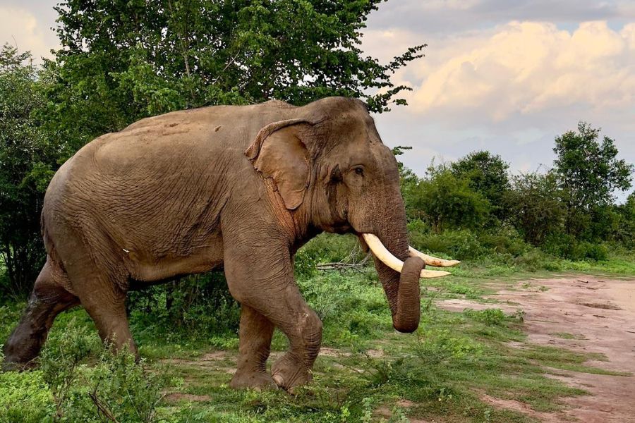 tuskers in Sri Lanka 