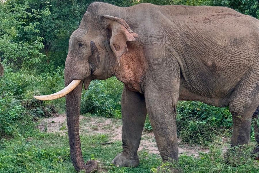 tusker sighting in Sri Lanka 