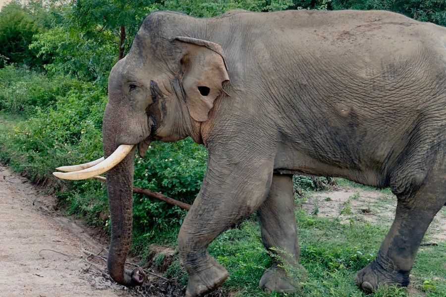 tusker sighting in Sri Lanka 