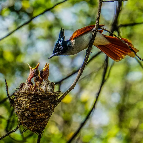 Bird life at Muthurajawela wetlands Sri Lanka