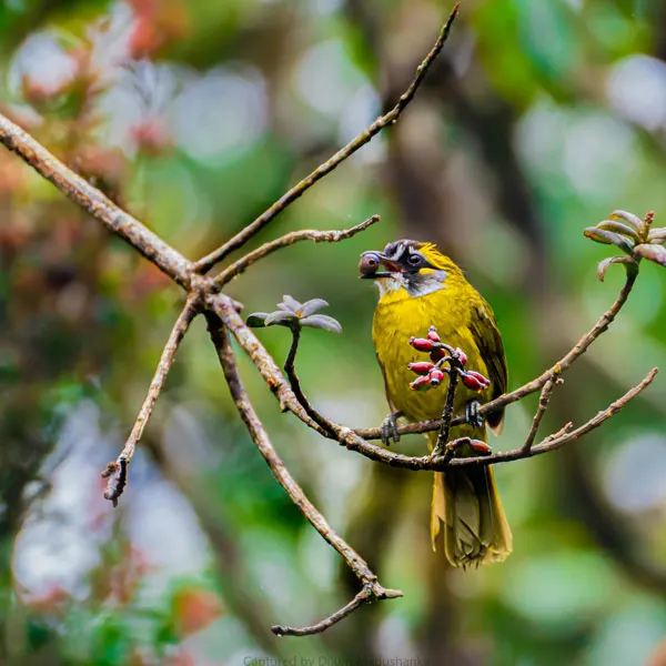 Bird sighting at Peak wilderness Sanctuary Sri Lanka