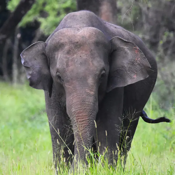 An elephant at Sigirya Sanctuary Sri Lanka