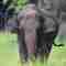 Giant asian elephants in sri lanka