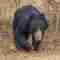 a sloth bear roaming at Wilpattu National Park Sri Lanka